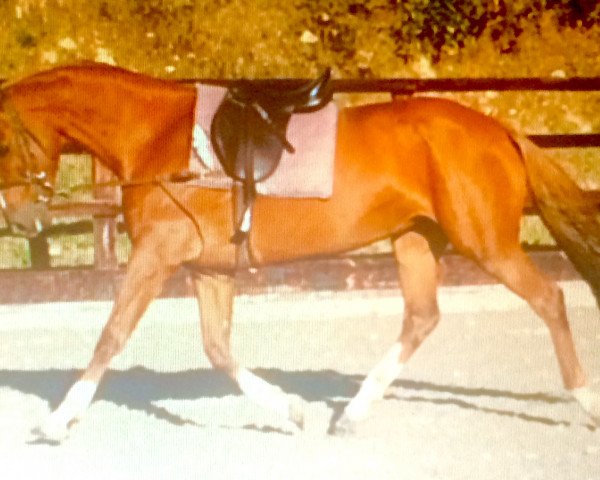 broodmare D Sanne Moon (British Sport Horse, 2008, from Desert Moon)