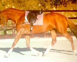 broodmare D Sanne Moon (British Sport Horse, 2008, from Desert Moon)