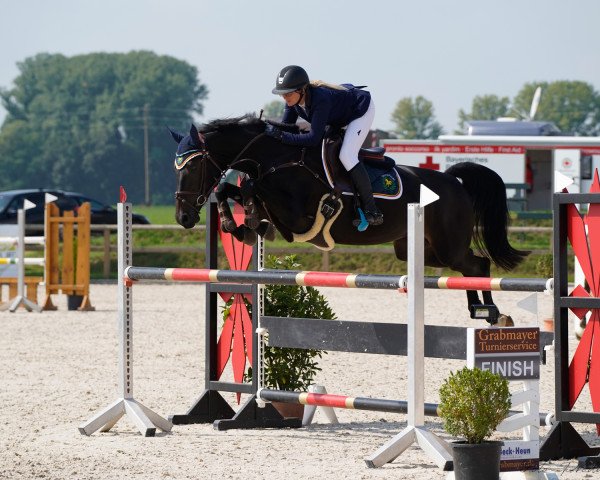 broodmare ASG Cleo (German Warmblood, 2012, from Clearline Z)