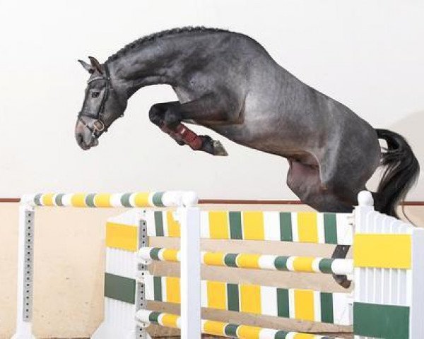 stallion Cornet to win (Westphalian, 2015, from Cornet Obolensky)