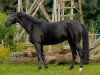 dressage horse Daylight R (Württemberger, 2008, from Diamond Star 3)