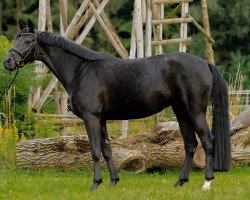 dressage horse Daylight R (Württemberger, 2008, from Diamond Star 3)