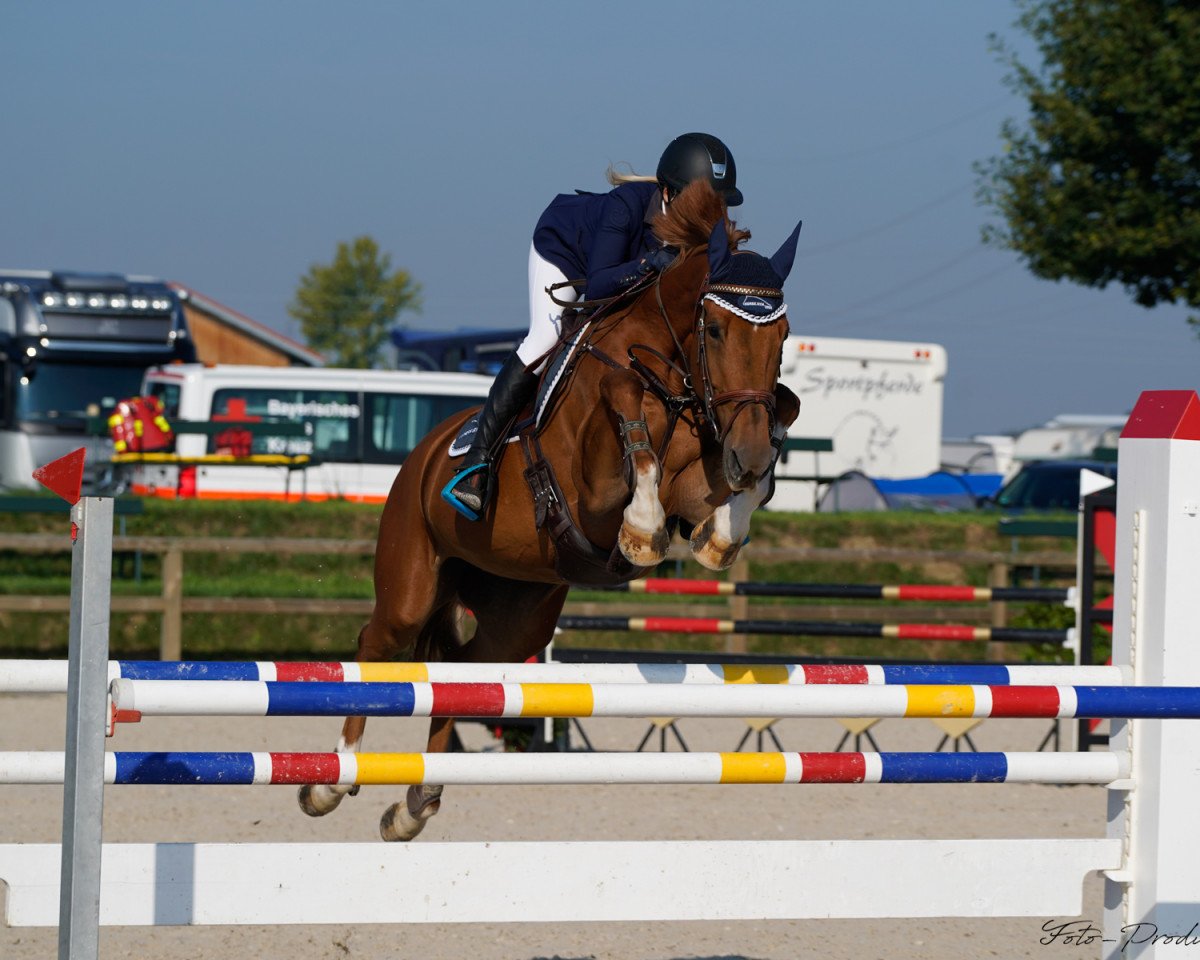 jumper Horse Gym's Deja Vue (Holsteiner, 2008, from Diamant de Semilly)