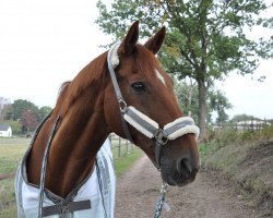 horse Weltcup A (Hanoverian, 1999, from Weltruhm)