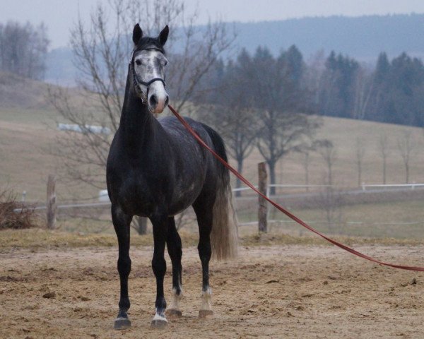 horse Cajou Siglavy Elfes (Lipizzaner, 2012, from 2697 Favory XXIV-33)