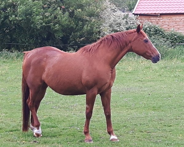 broodmare Weisel (Hanoverian, 1993, from Westerland)