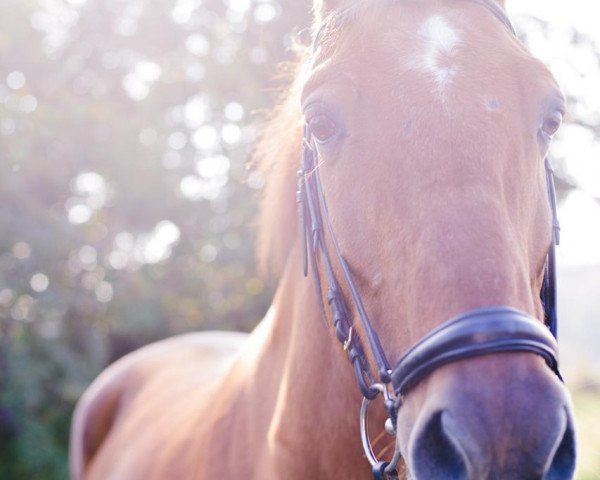 horse Moonlight (KWPN (Royal Dutch Sporthorse), 1994, from Flipper)