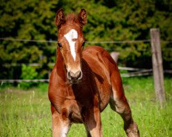 horse Little Lion Man (Deutsches Sportpferd, 2019, from Landrebell)