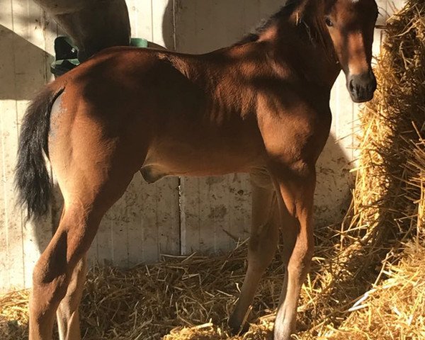 dressage horse Halla (Hanoverian, 2018, from Helium)