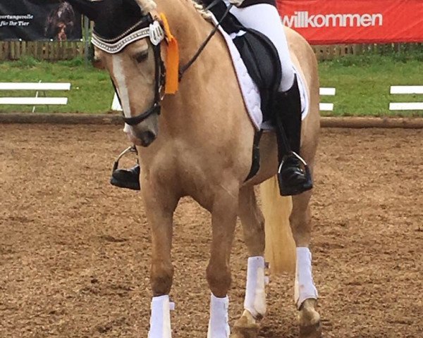 dressage horse Top Cool (German Riding Pony, 2009, from Top Champy)