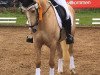 dressage horse Top Cool (German Riding Pony, 2009, from Top Champy)