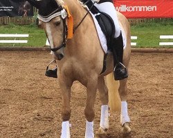 dressage horse Top Cool (German Riding Pony, 2009, from Top Champy)