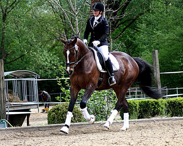 jumper Meierhofs Gigolo (Hanoverian, 2004, from Golden Deister)