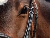 dressage horse Tösen (Danish Warmblood, 2011)