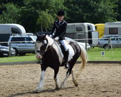 horse Elvis (Tinker / Irish Cob / Gypsy Vanner, 1994)