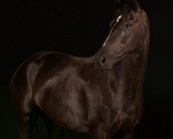 dressage horse Flor de Sal (Hanoverian, 2009, from Fuerst Rousseau)