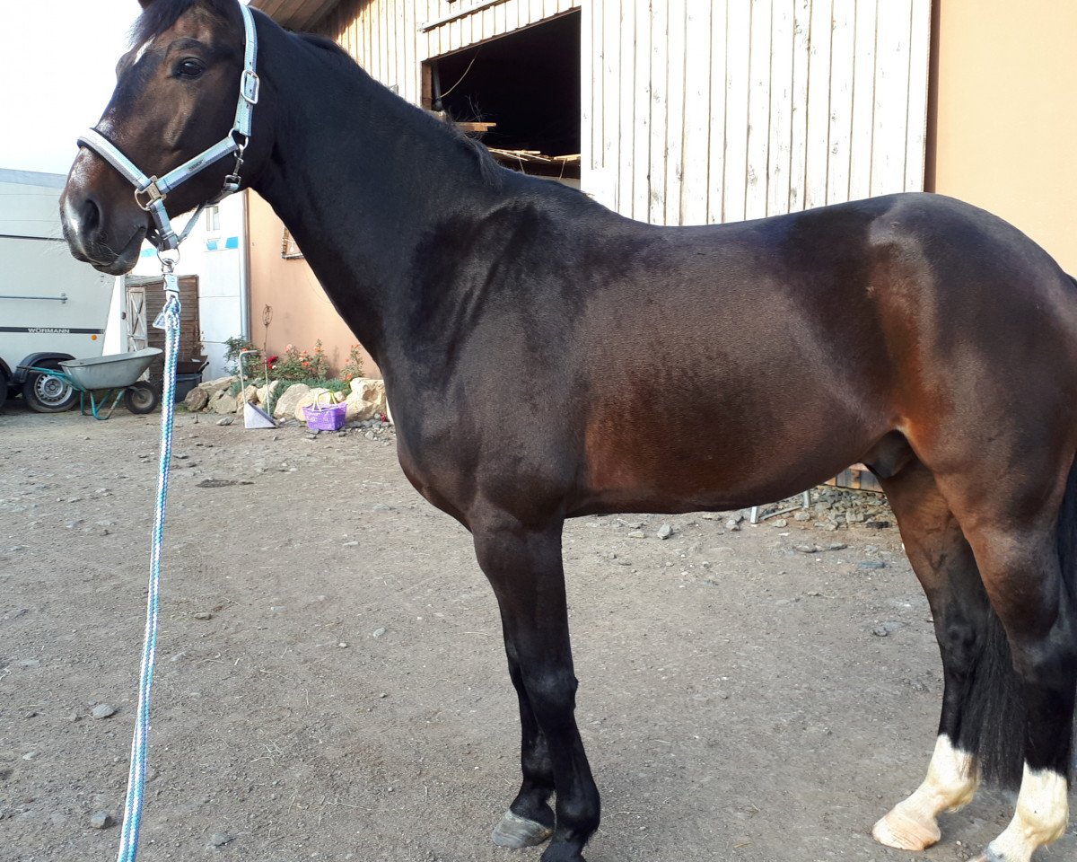 dressage horse Aramis T (Bavarian, 2008, from Arpeggio)