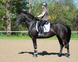 dressage horse Quaentchen Glück D. (German Sport Horse, 2012, from Quadroneur)