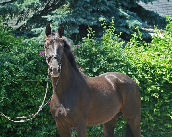 broodmare Stina Alegra (Hanoverian, 2014, from Stakkato)