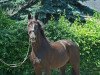 broodmare Stina Alegra (Hanoverian, 2014, from Stakkato)