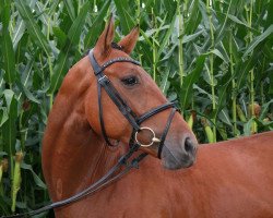 jumper Starcato (Hanoverian, 2011, from Stakkato)