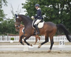 dressage horse Stanleigh (Hanoverian, 2012, from Scolari)