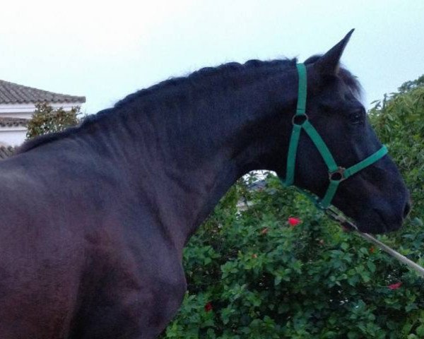 Pferd AMANCER (Pura Raza Espanola (PRE), 2016)