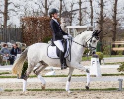 horse Duck (Nederlands Welsh Ridepony, 2008, from Bokkesprong Casjmier)