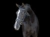 broodmare Indiamanda (KWPN (Royal Dutch Sporthorse), 1990, from Sultan)