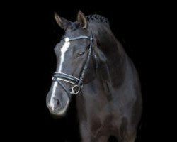 broodmare Indiamanda (KWPN (Royal Dutch Sporthorse), 1990, from Sultan)