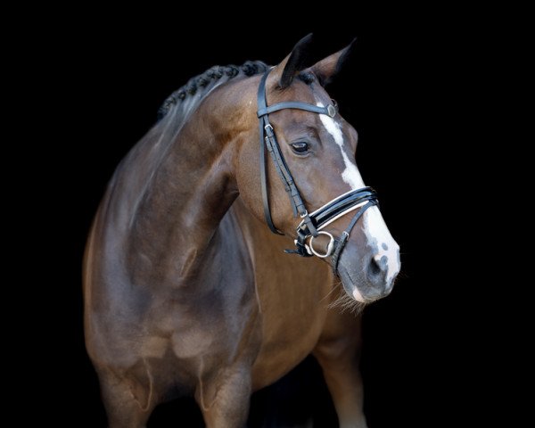 broodmare Ushimanda (Royal Warmblood Studbook of the Netherlands (KWPN), 2001, from Rubiquil)