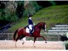 dressage horse Hexagon's Double Dutch (KWPN (Royal Dutch Sporthorse), 2008, from Glock's Johnson Tn)