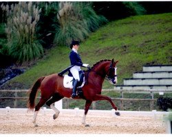 dressage horse Hexagon's Double Dutch (KWPN (Royal Dutch Sporthorse), 2008, from Glock's Johnson Tn)