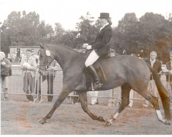 broodmare Amanda (KWPN (Royal Dutch Sporthorse), 1982, from Doruto)