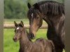 broodmare Caitlin van Heiste (Oldenburg, 2008, from Cormint)