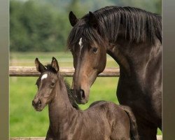 broodmare Caitlin van Heiste (Oldenburg, 2008, from Cormint)