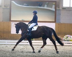 dressage horse Horatio (Hanoverian, 2005, from Hochadel)