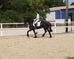 dressage horse O'Menno van Stellar Barg (Friese, 2004, from Liekele 364)