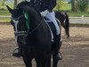 stallion Lexus Boy (Welsh-Cob (Sek. D), 2010, from La Cros)