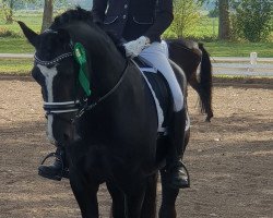 stallion Lexus Boy (Welsh-Cob (Sek. D), 2010, from La Cros)