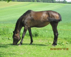 Zuchtstute Angelina V (Trakehner, 2003, von Angard)