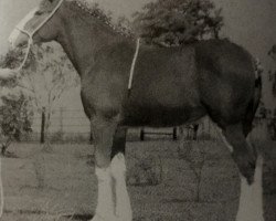 broodmare 2S Queen Sassie Chanel (Clydesdale, 2002, from Maple Stone Stuart Maxton)