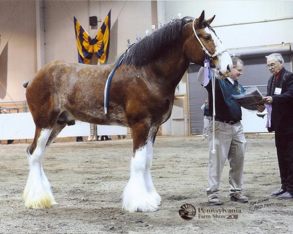 stallion 2S Omega's Mister Edison (Clydesdale, 2005, from Live Oak Omega)