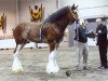 stallion 2S Omega's Mister Edison (Clydesdale, 2005, from Live Oak Omega)