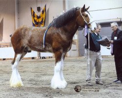 Deckhengst 2S Omega's Mister Edison (Clydesdale, 2005, von Live Oak Omega)