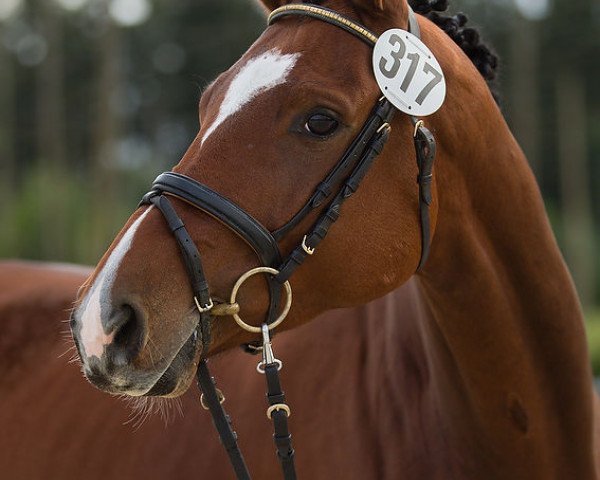 broodmare C'la Dancier (Trakehner, 2010, from Hoftänzer)