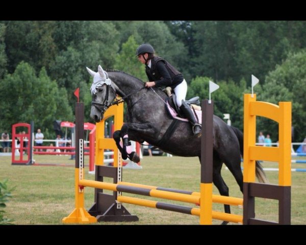 dressage horse Roxy F. (unknown, 2013, from Calidano)