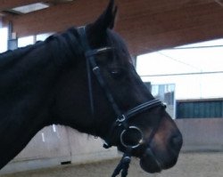 dressage horse Noble Night xx 2 (Thoroughbred, 2002, from Surako xx)