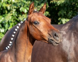 Zuchtstute Petit Nicki Minaj (Deutsches Reitpony, 2018, von Golden Grey NRW)