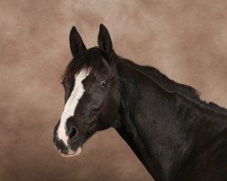 dressage horse Gulliver 141 (Mecklenburg, 2001, from Gloriosus)